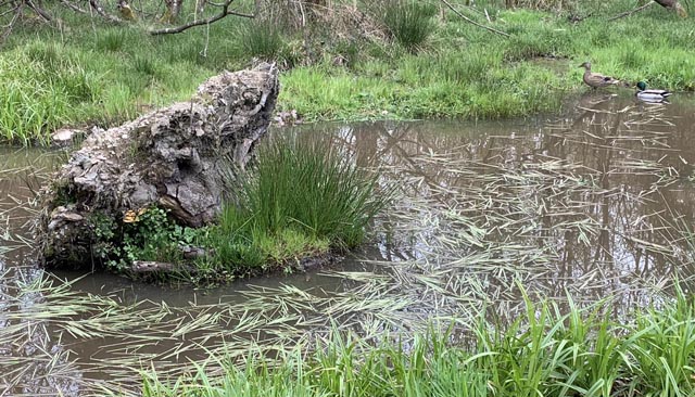 Foto: Margrit Freudemann, Kaisten