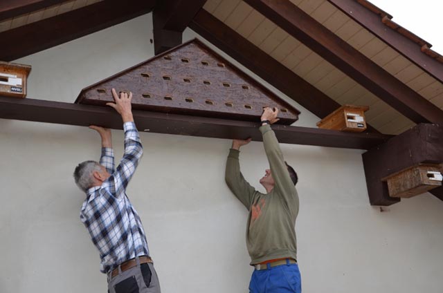 Daniel Lüscher und Theo Obrist bei der Montage des Mauersegler-Hotels. Links und rechts einzelne, früher angebrachte Nistkästen. Foto: Roland Keller