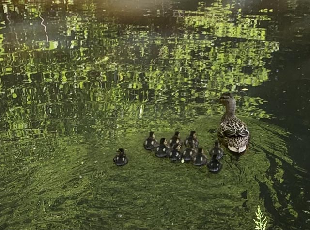 Beobachtet: Entenfamilie in Kaisten
