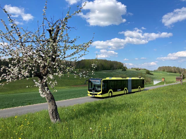 MAN-Gelenkbus der AAGL. Foto: zVg