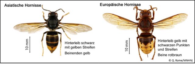 Abb. Unterscheidungsmerkmale der Asiatischen und der Europäischen Hornisse (Fotos: © Q. Rome/MNHN)