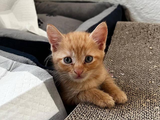 Katze nach Rettung: Die Katzen wurden in verschiedenen Heimen untergebracht und werden tierärztlich versorgt. Foto: Copyright Veterinärdienst, Amt für Verbraucherschutz