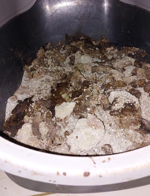 Verdrecktes Katzenklo: Die Tierhalterin war überfordert und konnte weder die Vermehrung der Tiere kontrollieren noch deren Pflege sicherstellen (z. B. ungereinigtes Katzenklo). Foto: Copyright Veterinärdienst, Amt für Verbraucherschutz