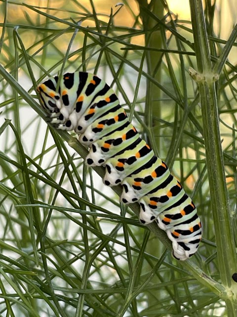 Von der gefrässigen Raupe... Foto: Stefanie Burkhalter 