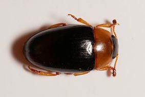 Triplax collaris Foto: T. Straumann