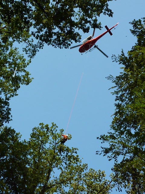 Per Helikopter werden die Gipfeltriebe geerntet und untersucht. Foto: zVg