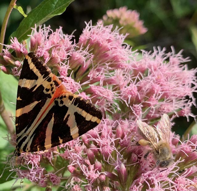 Beobachtet: Russischer Bär in Kaisten