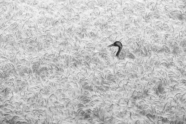 1. Platz Kategorie Allgemein: «Kranich» von László Tóth