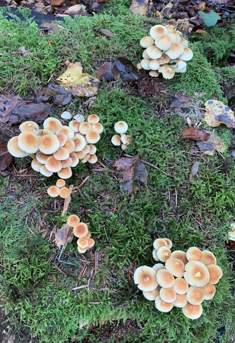 Pilze im Wald. Foto: Margrit Freudemann, Kaisten