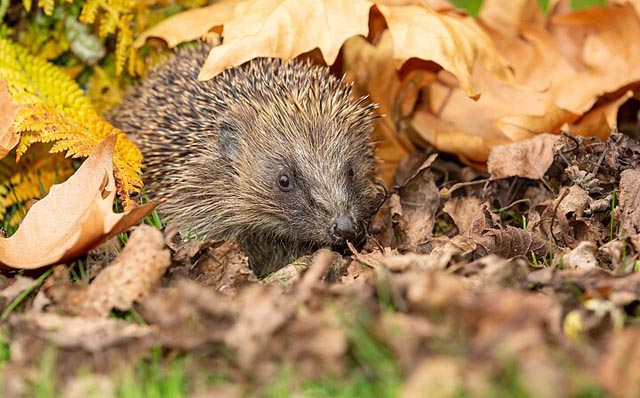 Igel sind derzeit oft im Garten unterwegs und bereiten sich auf den Winterschlaf vor. Foto: © iStock