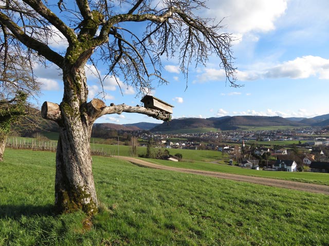 Weiher mit verschiedenen Kleinstrukturen sowie Steinkauzröhren an einem alten Hochstammbaum.Fotos: © Jurapark Aargau