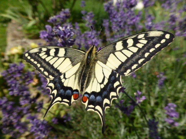 Foto: Benno Zimmermann