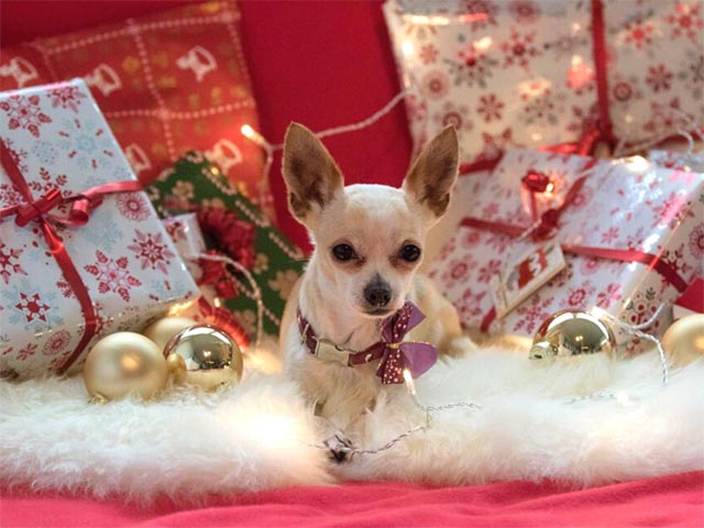 Oh, du Gefährliche... Stiftung für Tierschutz warnt vor Weihnachtsgefahren für Tiere