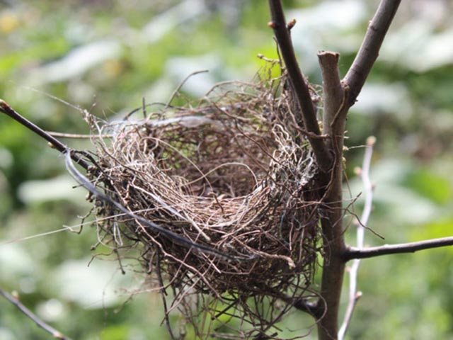 Das Vogelnestz «Marke Eigenbau» wäre bei den Vögeln im Vergleich zum «Original» (Bild) sicher durchgefallen. Fotos: zVg