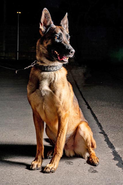 Polizeihund «Iaro». Foto: Polizei AG