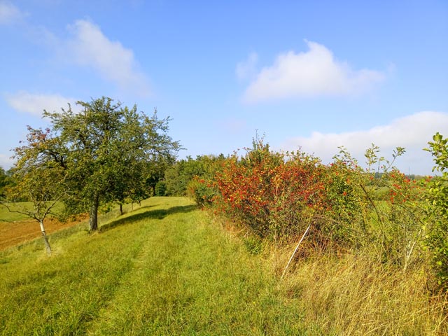 Strukturreiche Landschaften mit vielen Versteckmöglichkeiten sind überlebenswichtig für Wiesel, Hermelin und Iltis. Fotos: © Jurapark Aargau
