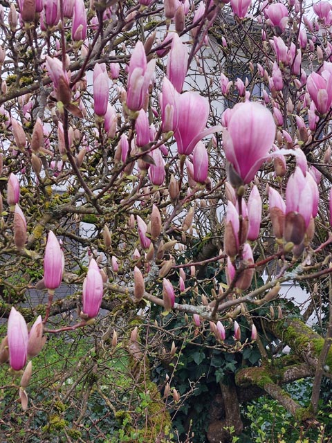 Beobachtet: Tulpen-Magnolie in der Blütezeit