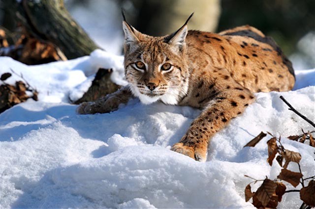 Der Luchs ist wieder da. Foto: Wildtierportal Baden-Württemberg