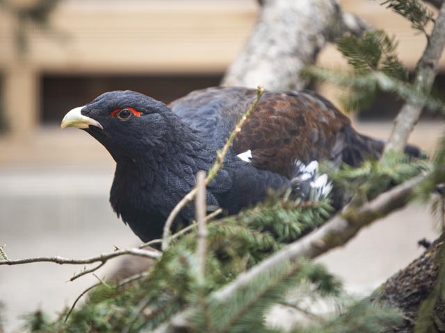Der Auerhahn im Tierpark. Foto: Susanne Schenker