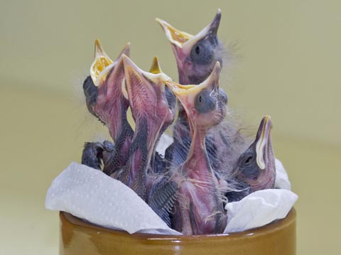 Im Gegensatz dazu sind diese Amselnestlinge noch vollkommen hilflos und müssen gewärmt werden. Solche kaum befiederten Nestlinge sind immer ein Fall für eine Pflegestation. Foto: © Archiv Vogelwarte