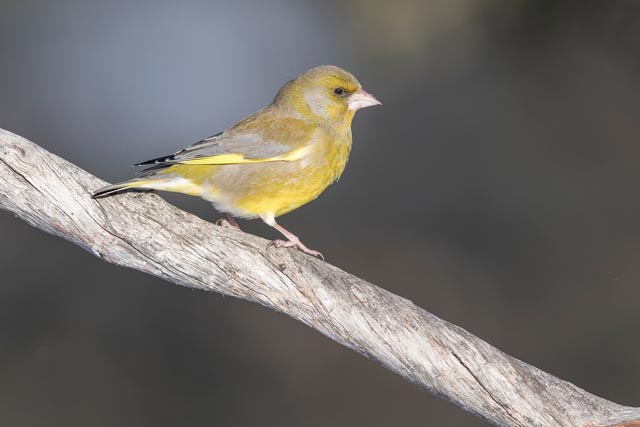 Schweizer Vogelwarte ist «Fiebermesser» der Natur