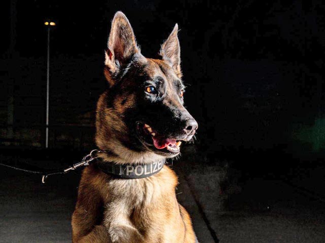 Diensthund Iaro. Foto: zVg