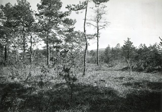 Fast so alt wie die Naturschutzorganisation Pro Natura Aargau: Das Naturschutzgebiet Nätteberg; auf unserem Bild zu sehen in den 50er-Jahren. Foto: zVg