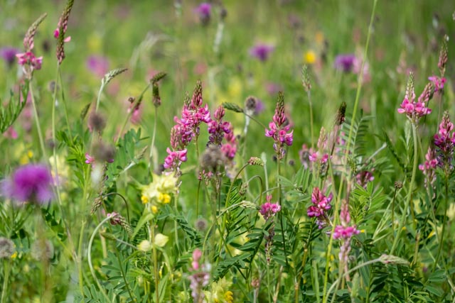 Für eine optimale Entwicklung brauchen Wild- und Honigbienen ein vielfältiges Blütenangebot. Foto: zVg