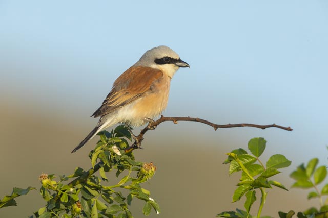 Der Jurapark Aargau – im Einsatz für die Natur – beispielsweise den Neuntoeter, den Vogel des Jahres 2020. Foto: Patrick Donini