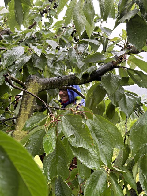 Kirschenernte im Regen. Foto: zVg