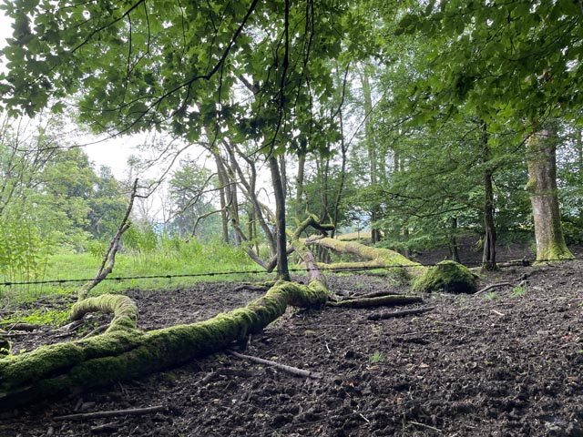 Laufenburg: Spaziergang zwischen «Verrottung» und «Augenweide»