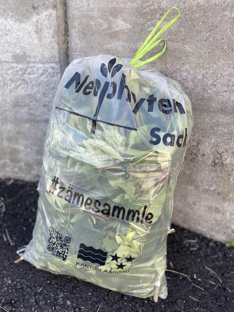 Der Kanton Aargau stellt der Bevölkerung sogenannte Neophytensäcke zur Verfügung. Foto: Sonja Fasler