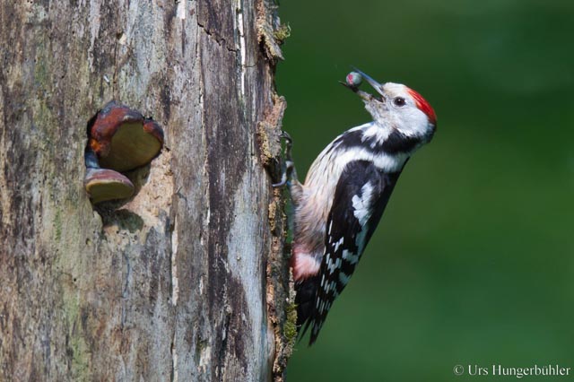 Mit dem Natur- und Vogelschutz Möhlin Vögel kennen lernen, wie den Mittelspecht (im Bild). Foto U. Hungerbühler