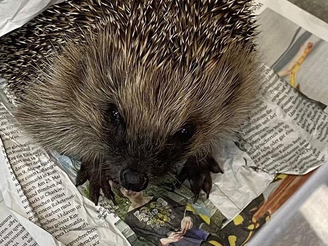 Igel in der Obhut der Igelhilfe Mittelland. Foto: zVg