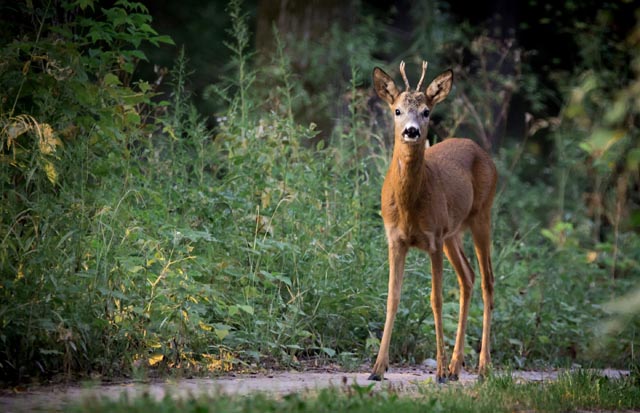 Rehe bringen den Scheinwerfer nicht mit dem herannahenden Auto in Verbindung und erkennen daher auch nicht die Gefahr. Anstatt zu flüchten, bleiben sie deshalb im Lichtkegel stehen. Foto: sust