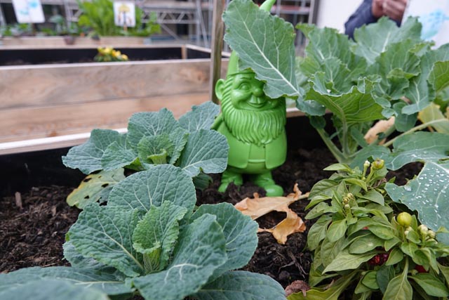 «Bunte Beete»-Glücksbringer. Ein Zwerg hat sich im Gemüsebeet versteckt. Foto: Peter Schütz