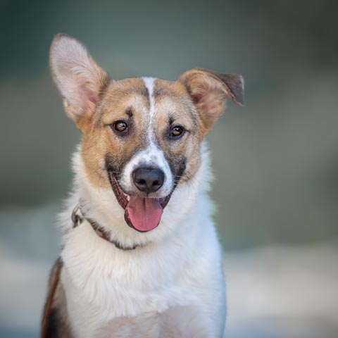 Fasnacht ist für Hunde kein Spass. Foto: Stiftung TBB Schweiz