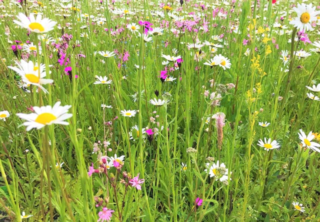 Pro Natura Aargau: 2. Etappe Natur Programm 2030 – Massnahmen genügen nicht 