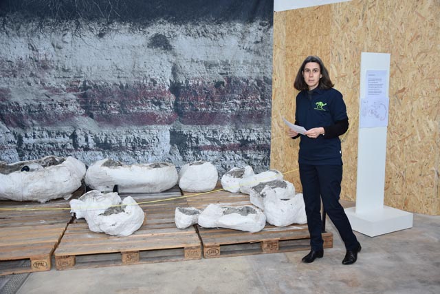 Dr. Andrea Oettl beim «Sprüngli» bzw. den Gipspaketen, in welchen ein ein Plateosaurierskelett liegt, das 2024 in Frick geborgen wurde. Foto: Jörg Wägli