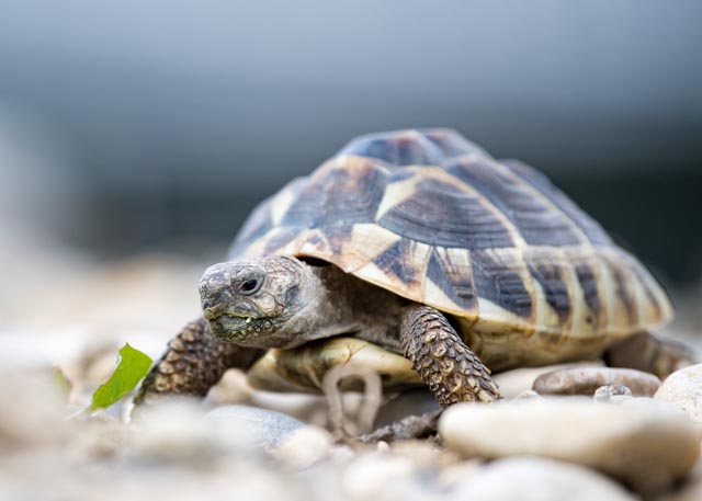 Landschildkröten erwachen jetzt aus ihrer Winterruhe. Foto: tbb 