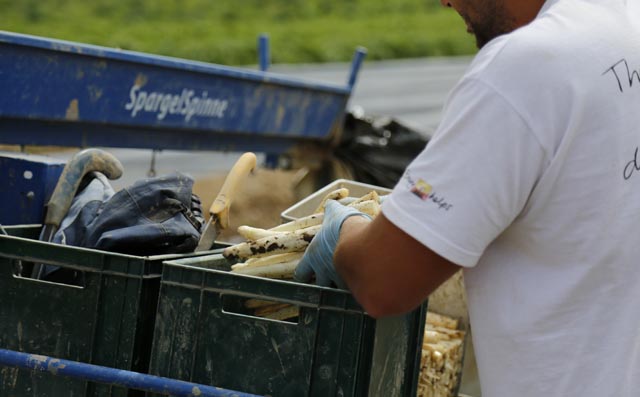 Die Spargelernte ist gestartet. Foto: jin