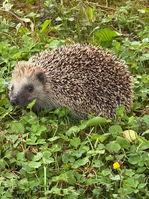 Foto: Olivia Di Marco, Frick