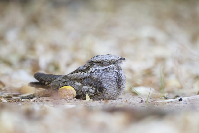 Eine Studie aus Grossbritannien hat gezeigt, dass Ziegenmelker ihre Brut verliessen, wenn sich Hunde näherten. In der Schweiz brüten nur rund 50 Brutpaare. Umso wichtiger ist es, dass dieser Bodenbrüter in seinem schon jetzt beschränkten Lebensraum vor freilaufenden Hunden geschützt ist. Foto: © Ralph Martin