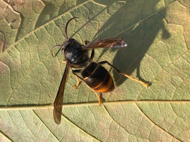 Asiatische Hornisse breitet sich aus – Unterstützung der Bevölkerung ist wichtig
