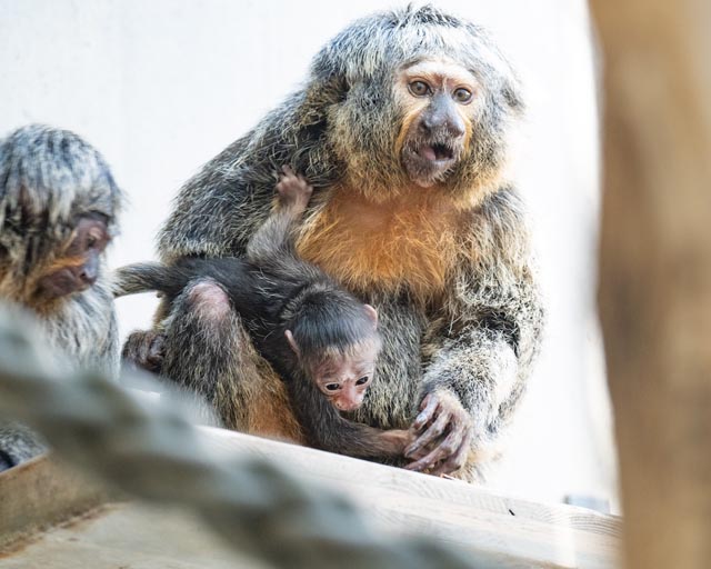 Weisskopfsaki-Jungtier. Foto: Zoo Basel