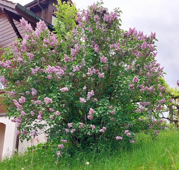 Foto: Olivia Di Marco