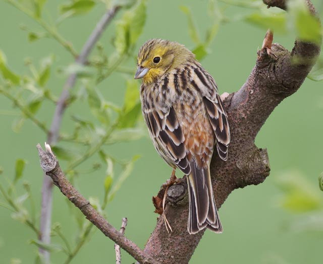 Foto: © Markus Schuhmacher