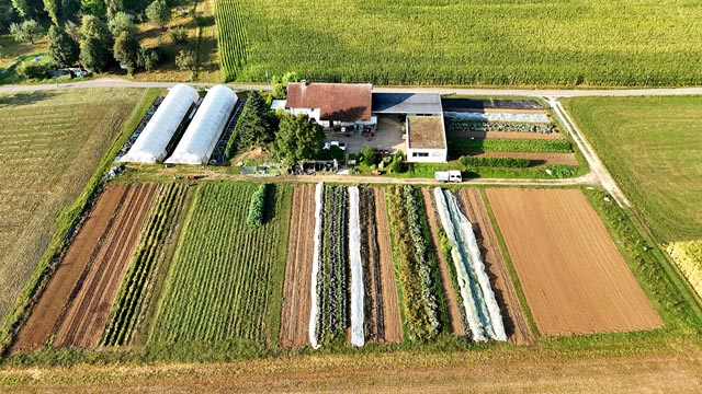 Gemüsefelder Feldhof Frick. Foto: zVg