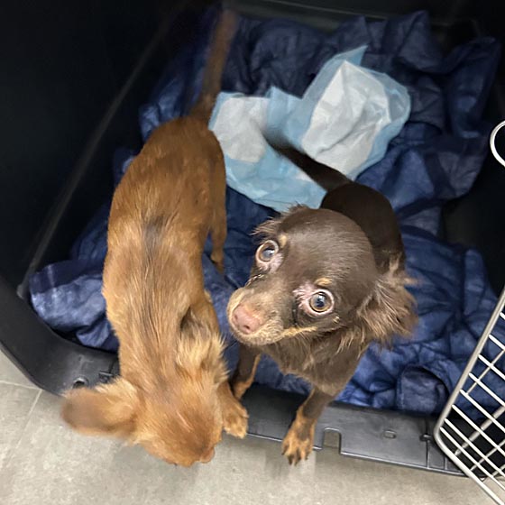 Mitgeführte Hunde. Foto: BAZG