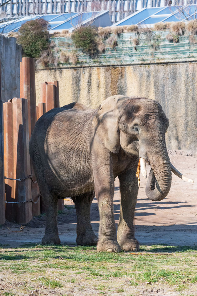 Elefantenkuh Heri musste von ihren Leiden erlöst werden. Fotos: zVg 